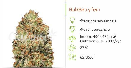 Сорт марихуаны HulkBerry HulkBerry от Royal Queen Seeds