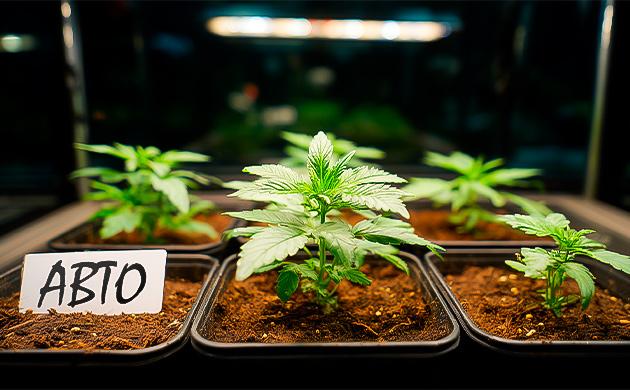 Эволюция автоцветов: путь от дикой конопли к современным сортам История автоцветущих сортов каннабиса