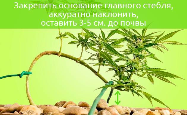 Закрепление главного стебля Подгиб стебля на 3-5 см до почвы
