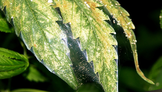 Как избавиться от паутинного клеща Паутинный клещ на марихуане