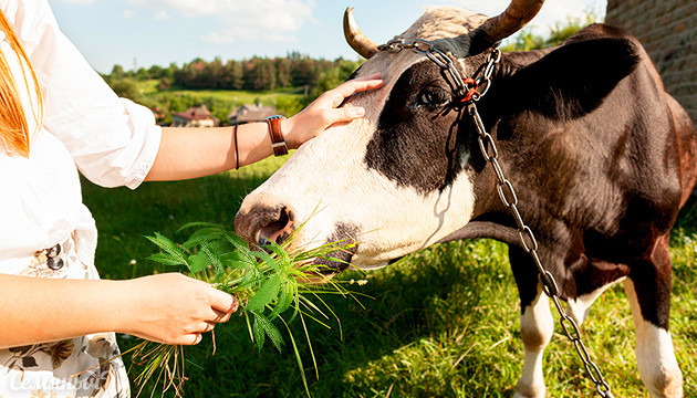 В России будут производить корма из конопли В России будут производить корма из конопли