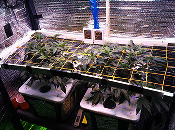 Цветение конопли 2 куста под сеткой ScrOG