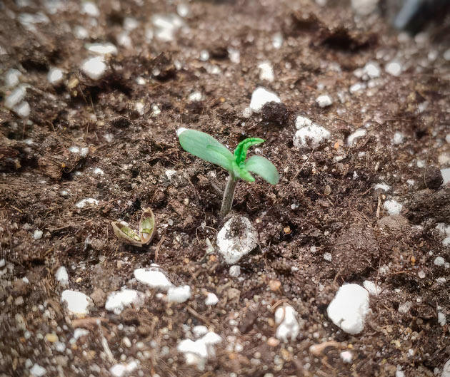 Проращивание семени Проращивание Super Silver Haze