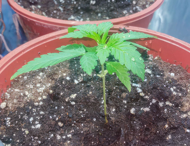 Вегетация каннабиса Конопля ростом 10 см