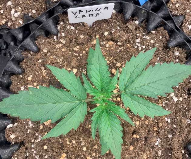 Полив марихуаны 2 неделя роста конопли