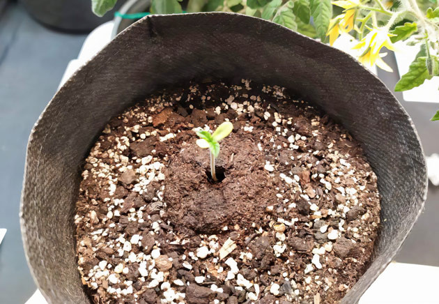 Подготовка грунта для Biscotti Mintz Первые шаги в выращивании Biscotti Mintz