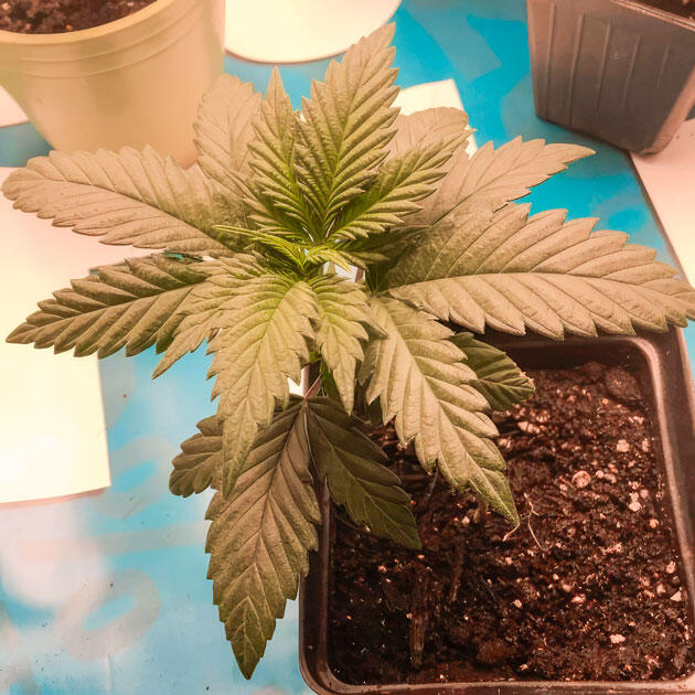 Растишка Jealousy Kush fem от сидбанка Seedkeepers на 3 неделе