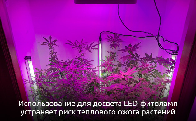 Установка боковой или напольной подсветки для равномерного развития и прироста урожая Установка и использование дополнительного освещения при выращивании конопли