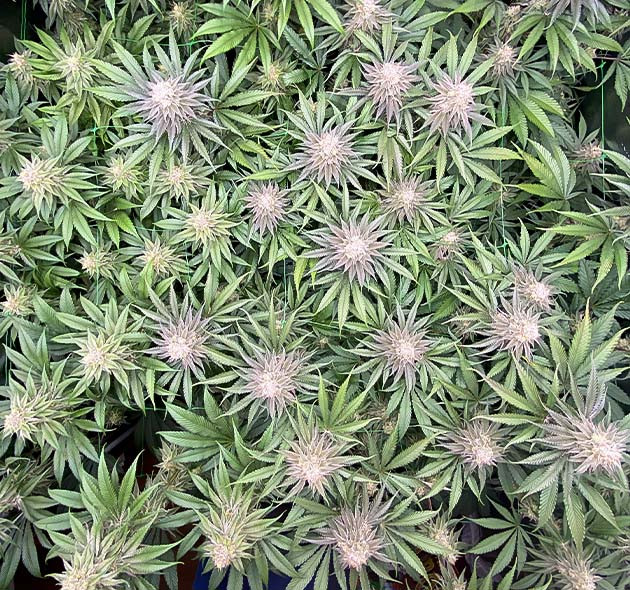 Выращивание King's Juice от Green House Seeds Завершение цветения сорта King's Juice