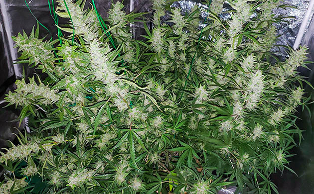 Подвязка тяжелых ветвей куста Куст с массивными тяжелыми колами