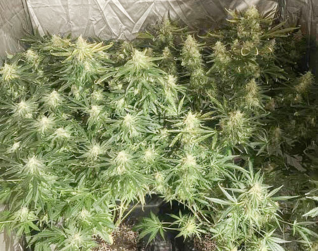 Харвест и впечатления от гровера Wedding Cake Auto перед харвестом