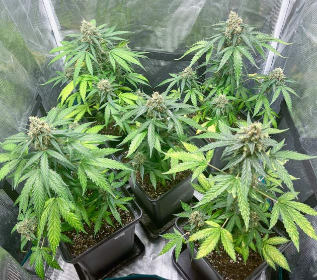 Промывка марихуаны Кусты Titan F1 Auto от RQS на последней неделе выращивания