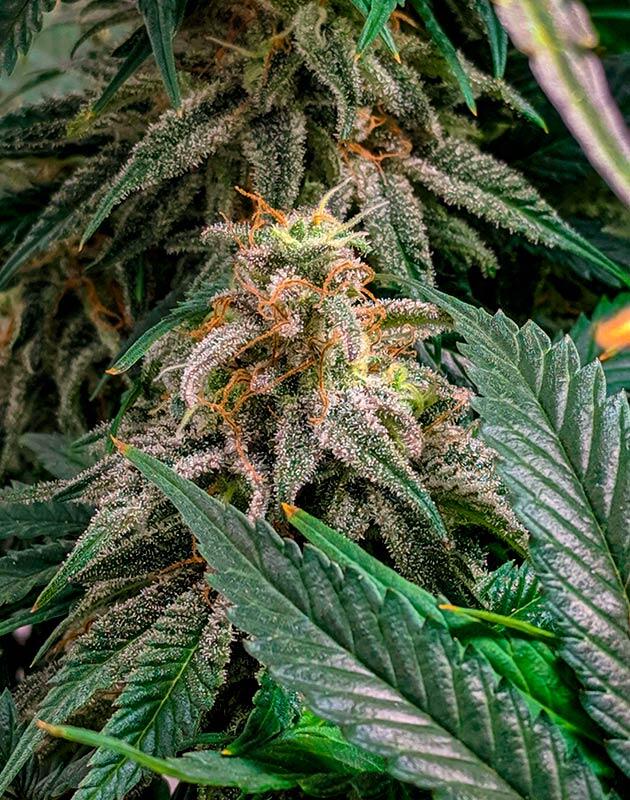 Промывка марихуаны Конопля на 14 неделе роста