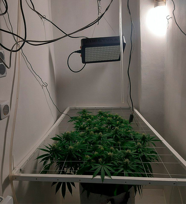 Новый раствор с удобрениями для Glue Sherbet Уменьшение удобрений для Glue Sherbet