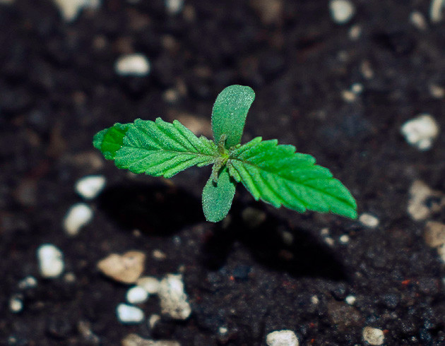 Появление корешков марихуаны Проращивание Blueberry X