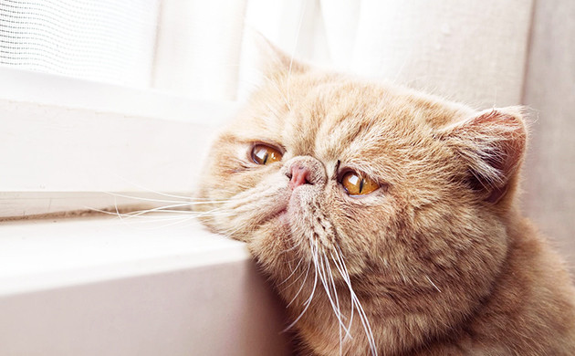 Опасность съеденного продукта для питомцев Кот в плохом самочувствии