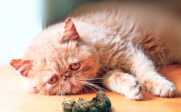 Степень интоксикации питомца Отравление питомца коноплей