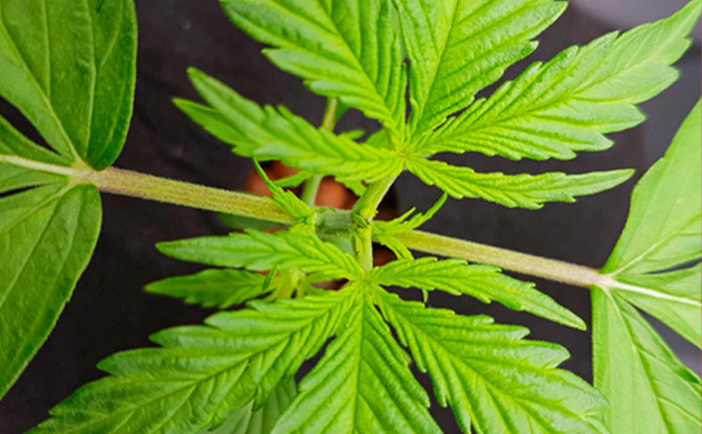 Растение после обрезки верхушки Кустик конопли с обрезанной верхушкой