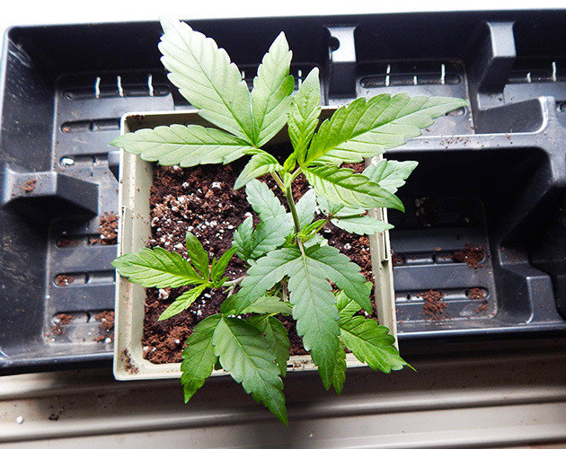 Пересадка растения после перелива Росток в новом горшке