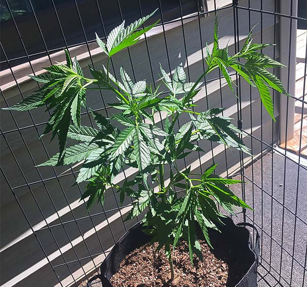 Аромат Blueberry X на стадии веги Впечатления от аромата Blueberry X