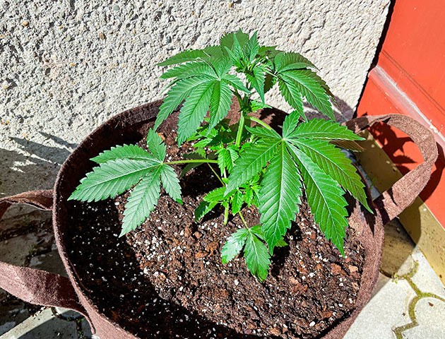 Гроурепорт Bruce Banner #3 выращивание сорта конопли Bruce Banner #3