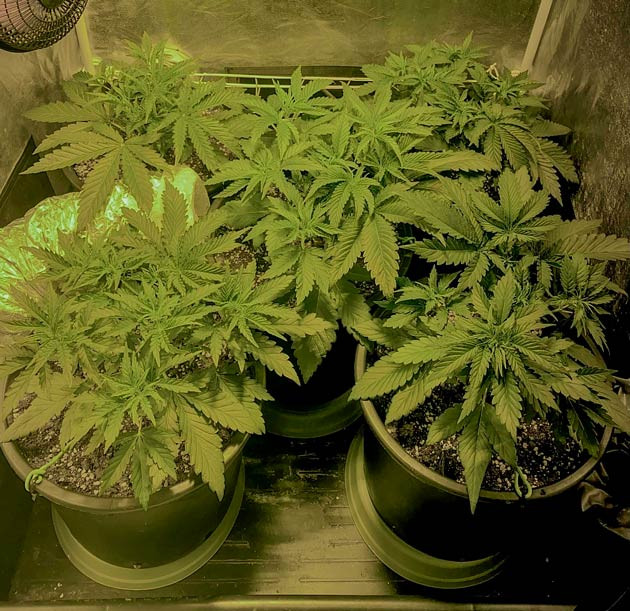 Метод LST конопли 3 неделя роста марихуаны