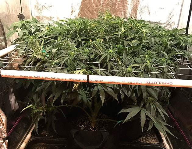 выращивание сорта конопли HulkBerry Гроурепорт HulkBerry