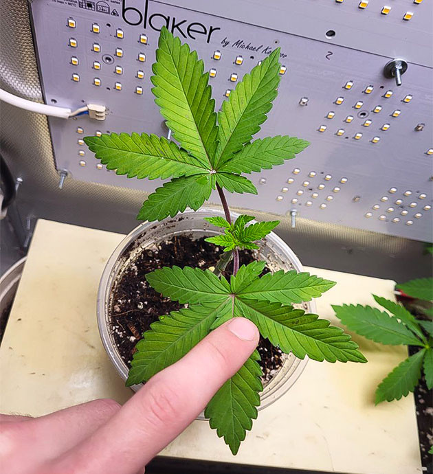 Проведение топпинга Росток Jungle Breath от сидбанка 7CH American на 3 неделе выращивания