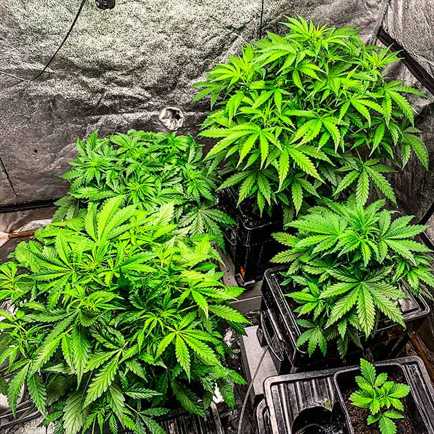 Разница фенотипов двух растений Выращивание индичного сорта Auto Cinderella Jack