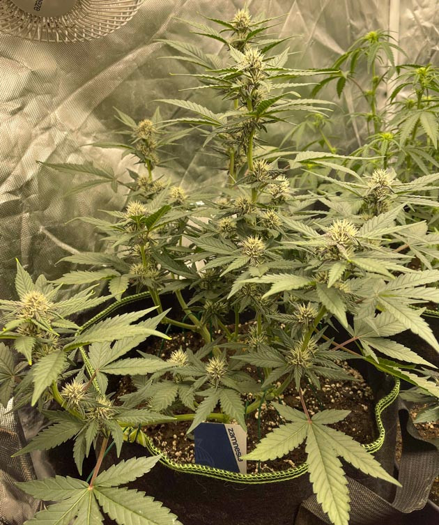 Образование трихом у каннабиса