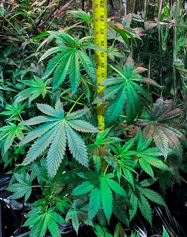 Использование сульфата магния для улучшения обмена веществ Куст перед стадией цветения на 6 неделе