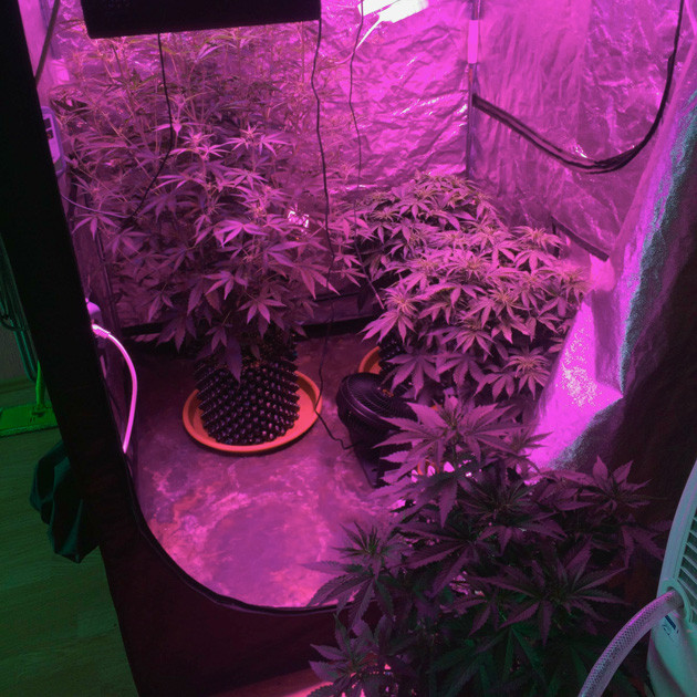 Марихуана Auto White Widow fem на 6 неделе выращивания в гроутенте Цветение Auto White Widow fem