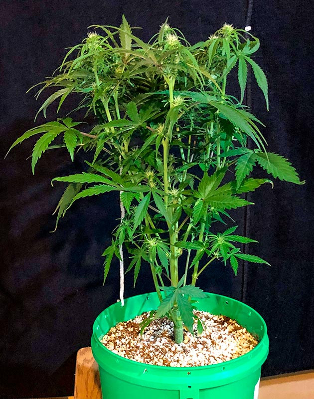 Развитие соцветий и дефолиация листьев Куст ростом 60 см