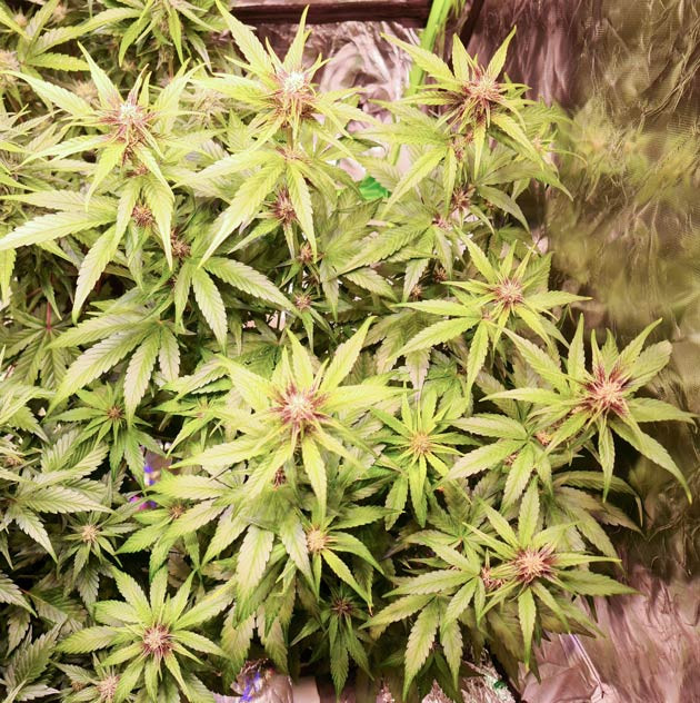 Красивый фиолетовый оттенок Banana Purple Punch Auto: фиолетовые шишки