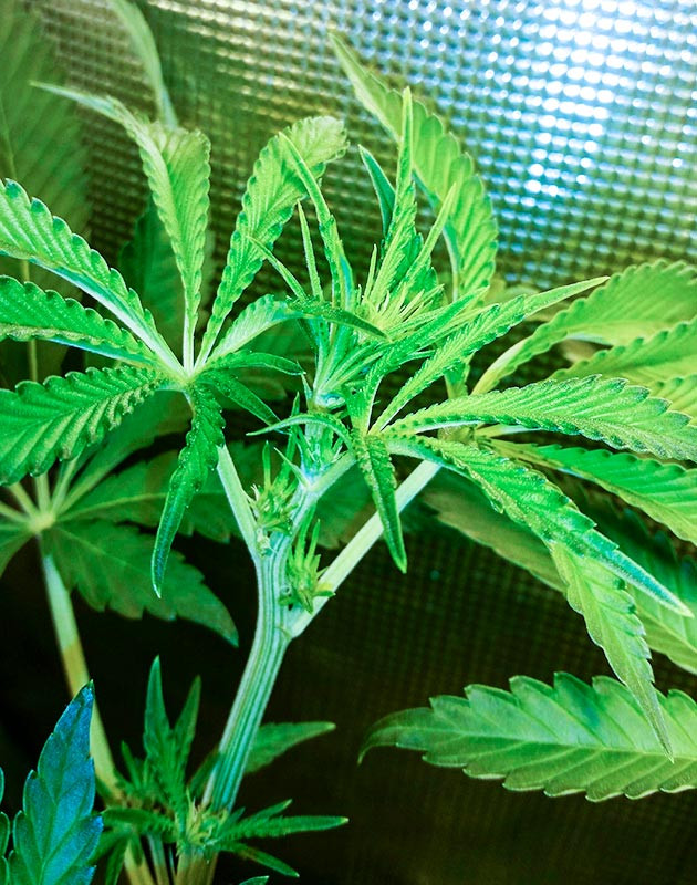 Начало цветения и появление запаха Соцветие Gorilla Glue #4