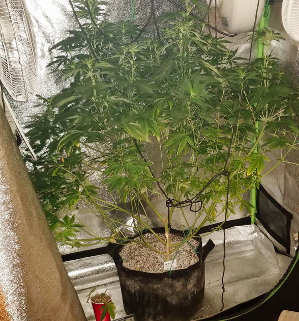 Повторное проведение дефолиации и новые удобрения Куст Green Crack 2.0 от Humboldt Seed Organization на 8 неделе