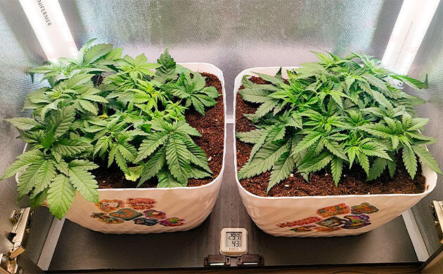 Кусты Mimosa Shot и Gorilla Zkittlez на стадии вегетации