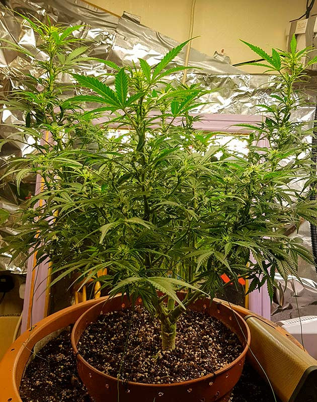 Цветение сорта Zkittlez Auto Начало цветения конопли Zkittlez Auto