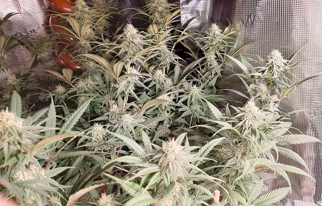 Начало цветения Fullgas Fullgas от GHS в цветении