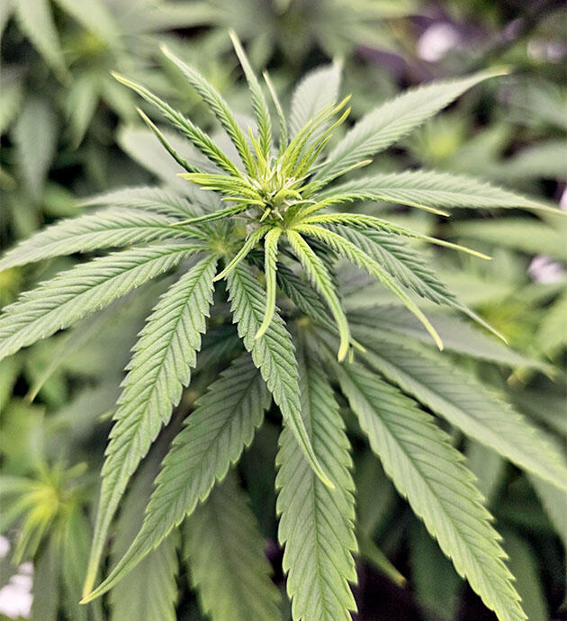 Цветение марихуаны и корректировка расстояния до светильника Куст Apple Betty от Herbies Seeds на 8 неделе