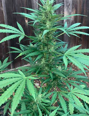 Применение метода Back-Building Обрезание кончиков цветущих бутонов