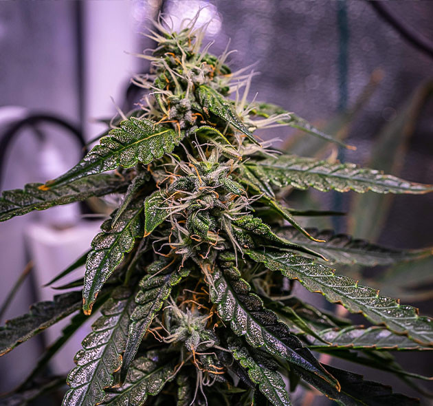 Куст конопли Wedding Cheesecake Auto на 9 неделе выращивания Растения высотой 30 сантиметров