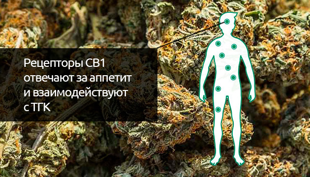 Взаимодействие CB1 с ТГК Рецепторы CB1 взаимодействуют с ТГК