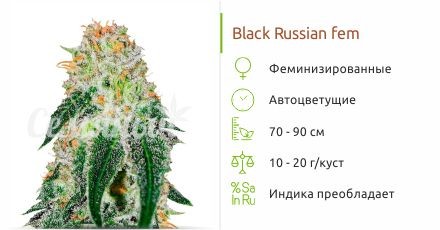 Сорт конопли Black Russian Black Russian fem (Delicious Seeds)