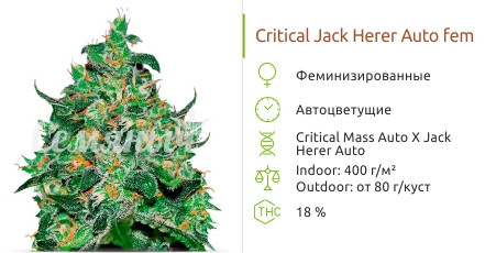 Сорт конопли Critical Jack Herer Auto Critical Jack Herer Auto от Delicious Seeds