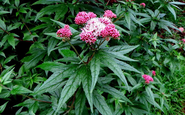 Растение посконник коноплевидный Посконник коноплевидный