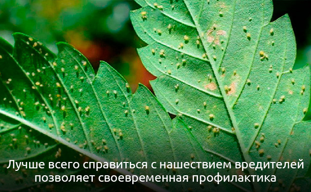 Как защитить коноплю от насекомых Вредители конопли