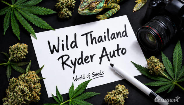 Выращивание сорта марихуаны Wild Thailand Ryder Auto от сидбанка World of Seeds Гроурепорт сорта Wild Thailand Ryder Auto от сидбанка World of Seeds