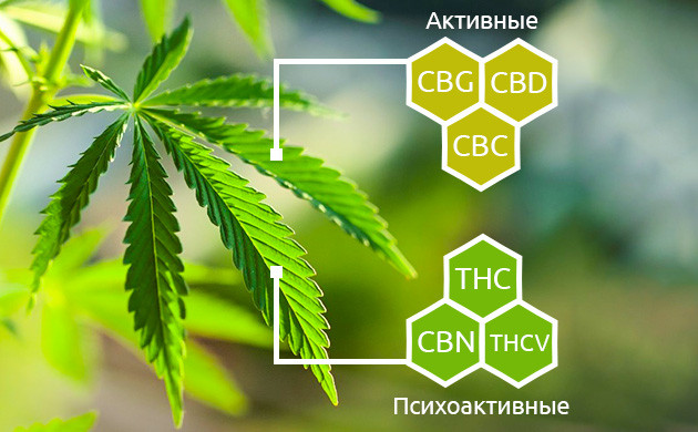 Классификация каннабиноидов Психоактивные и не психоактивные каннабиноиды