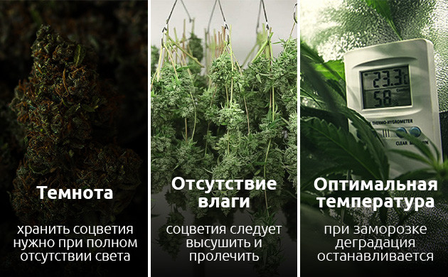 Правила замораживания конопли Хранение марихуаны в морозилке